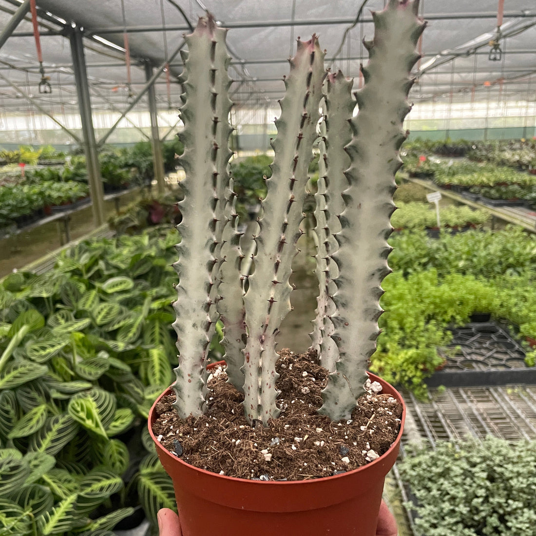 Potted Euphorbia Dragon Bones cactus held in a greenhouse with plants in the background.