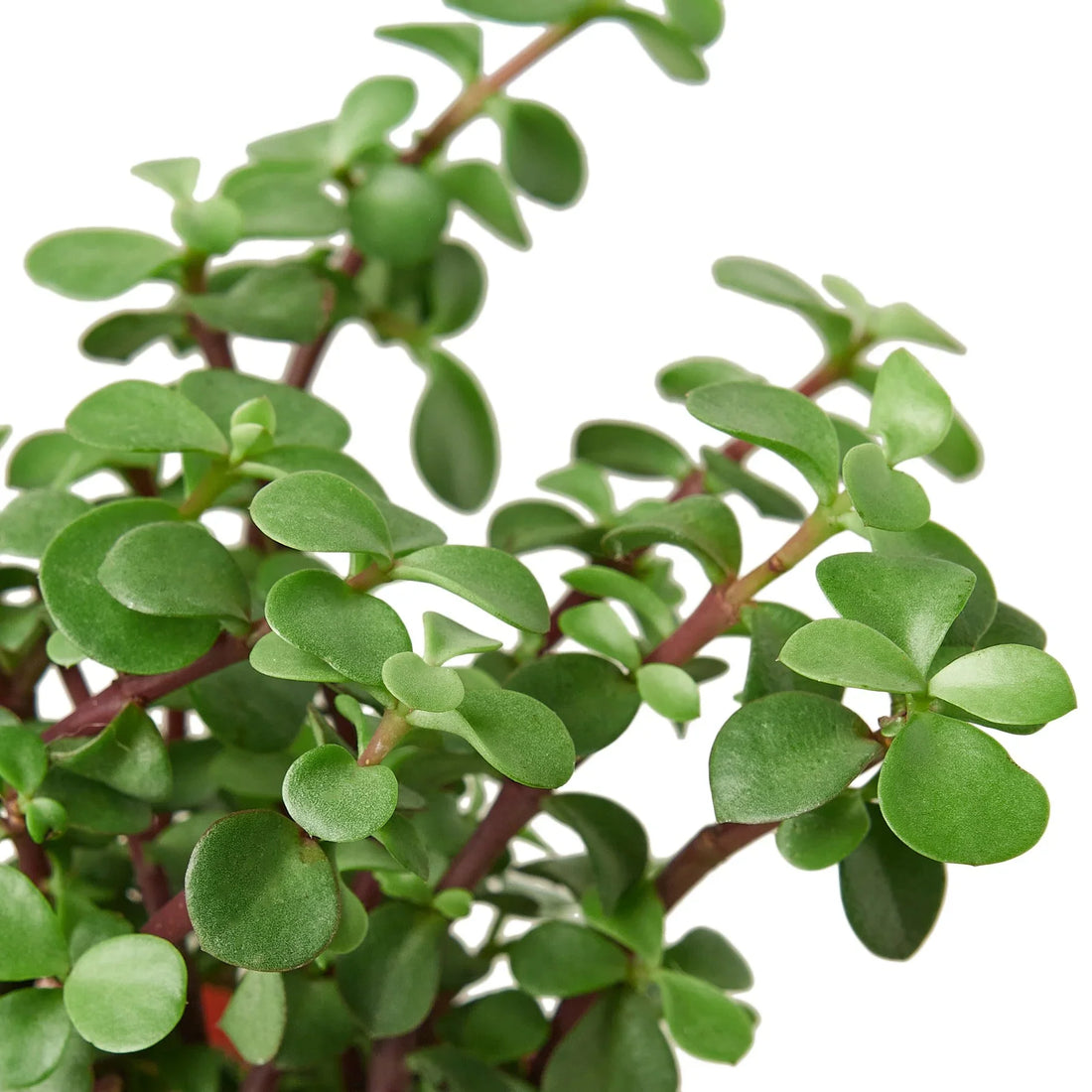 Close-up of an Elephant bush green succulent plant on a white background from House of Agave.