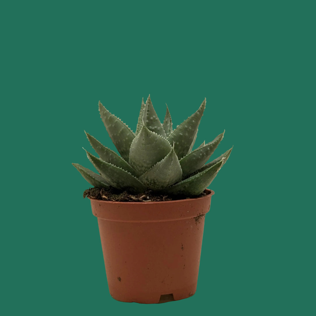 Small potted succulent HAWORTHIA SAVANNA plant on a plain background