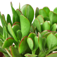 Close-up of a green succulent Jade plant with red edges on a white background.