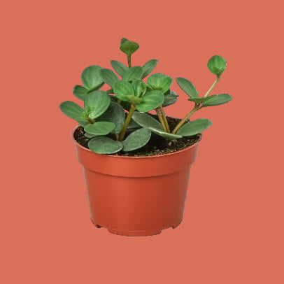 Potted Peperomia Hope plant with green leaves in a terracotta pot on a terracotta background from House of Agave.