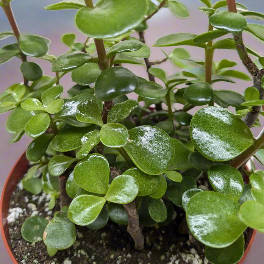 Close-up of a potted Elephant Bush succulent plant with green leaves from House of Agave.