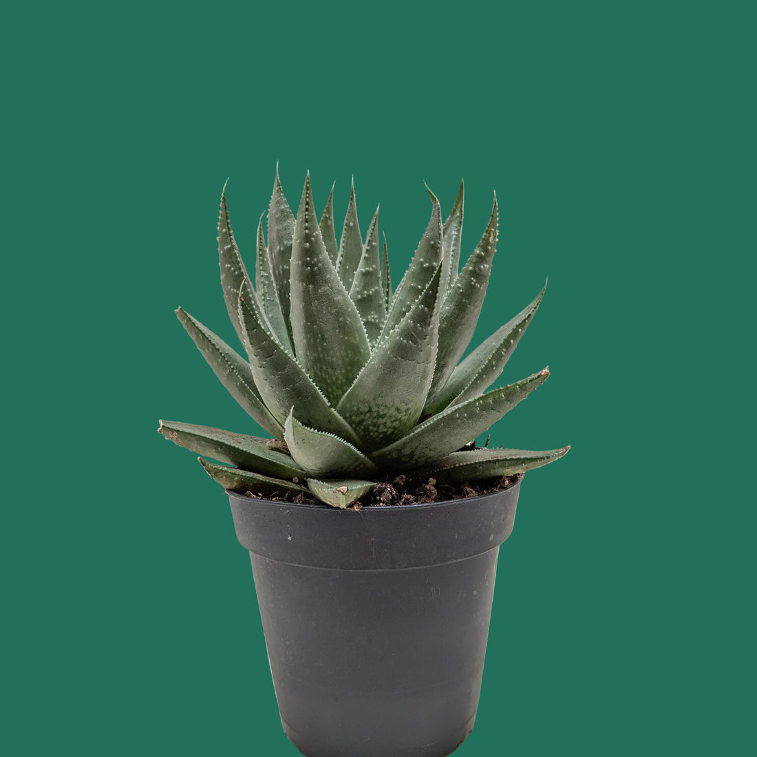 Potted succulent plant on a white surface with a plain background