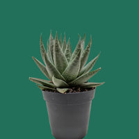 Potted succulent plant on a white surface with a plain background