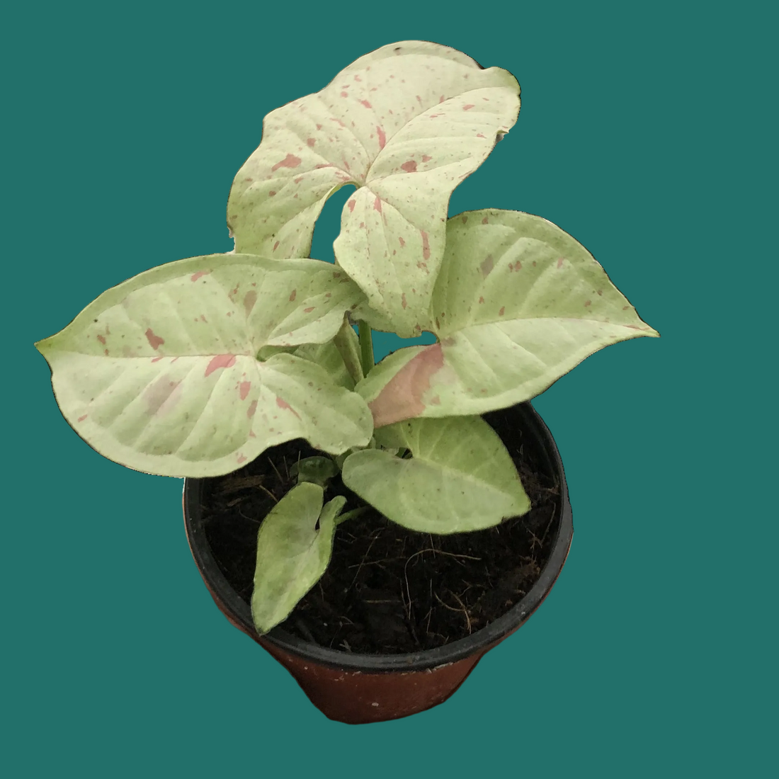 Hand holding a potted Milk Confetti Syngonium plant with green leaves on a green  background.