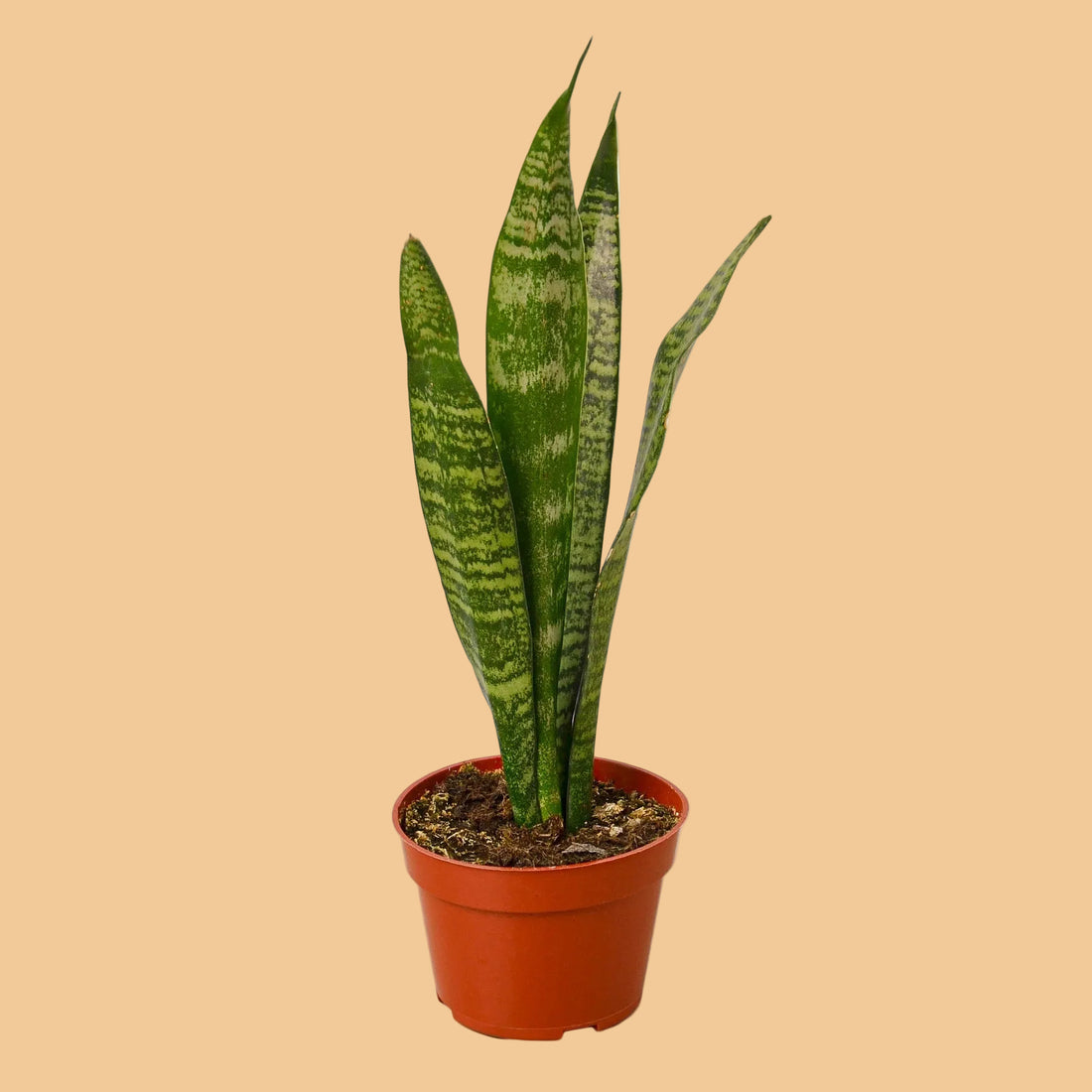 Potted snake plant with green and brown striped leaves on a peach background.