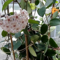 Potted Hoya plant with white and pink spherical flowers and green leaves from House of Agave.