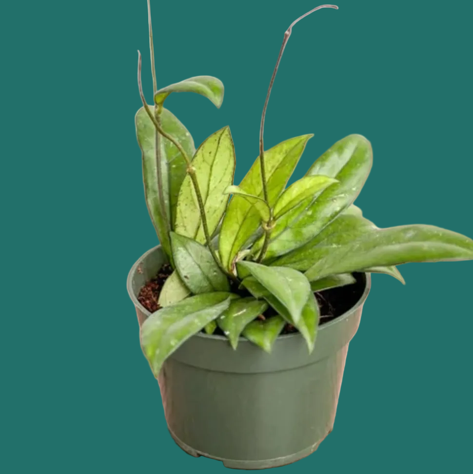 Potted Hoya crassipetiolata plant on a green background from House of Agave.