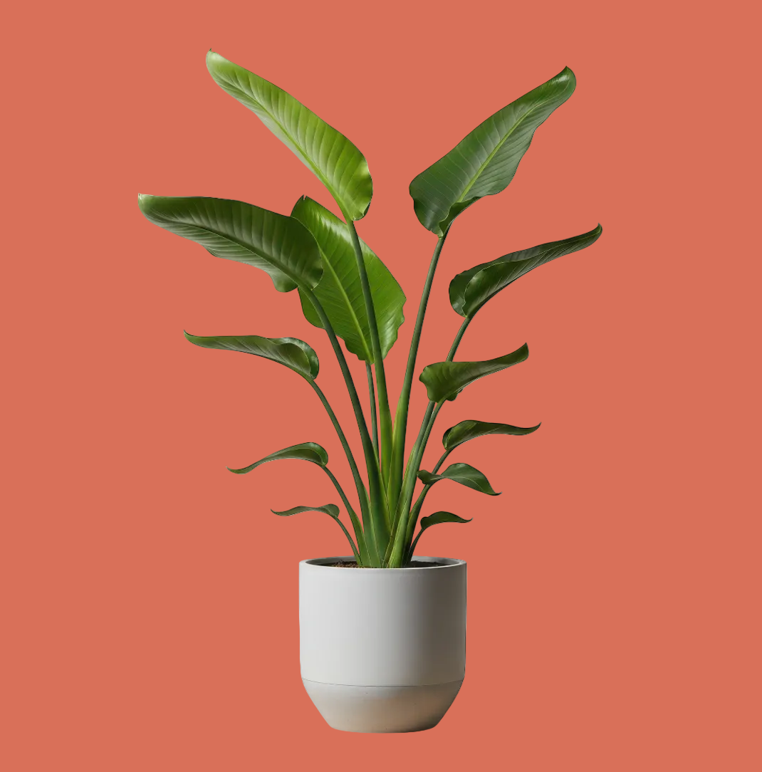 Strelitzia nicolai, White Bird of Paradise