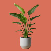 Strelitzia nicolai, White Bird of Paradise