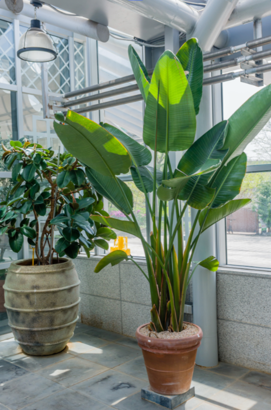 Strelitzia nicolai, White Bird of Paradise