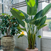 Strelitzia nicolai, White Bird of Paradise