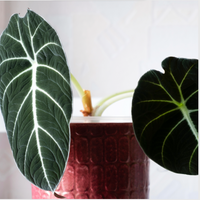 Black Velvet Alocasia, Alocasia reginula