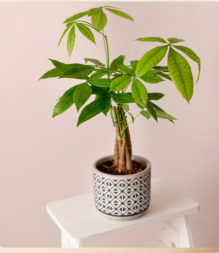 Pachira aquatica, Braided Money Tree