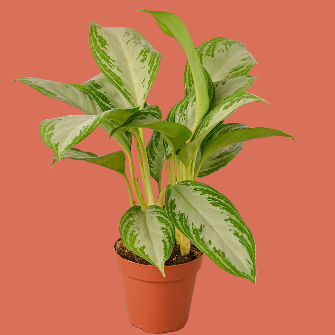Potted Silver Bay Aglaonema plant with green and white leaves on a terracotta background from House of Agave.