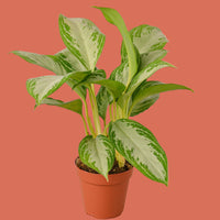 Potted Silver Bay Aglaonema plant with green and white leaves on a terracotta background from House of Agave.