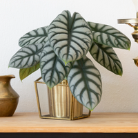 A potted houseplant with large variegated green and white leaves sits on a wooden console table against a white wall. A brass pitcher, a brass candlestick, and part of another plant are visible around it.