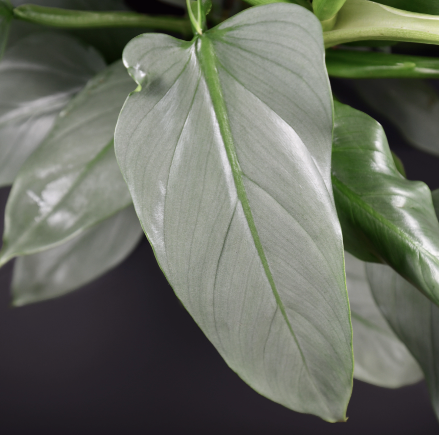 Close-up of a green Philodendron Silver Sword leaf with a dark background