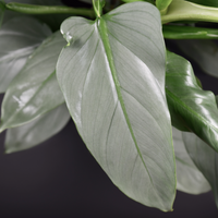 Close-up of a green Philodendron Silver Sword leaf with a dark background