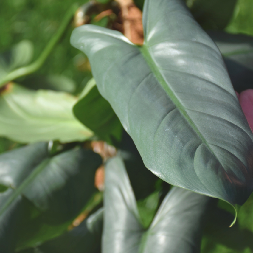 Close-up of large silver-green leaves of a Philodendron Silver Sword plant with a blurred background.