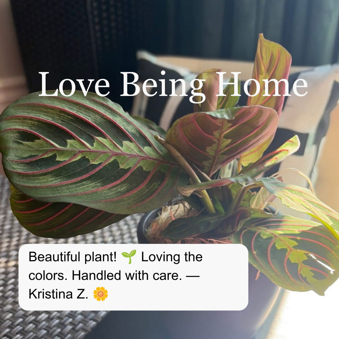 A promotional graphic featuring a close-up of a green and red patterned Prayer Plant houseplant in a pink pot, with large overlaid text reading &