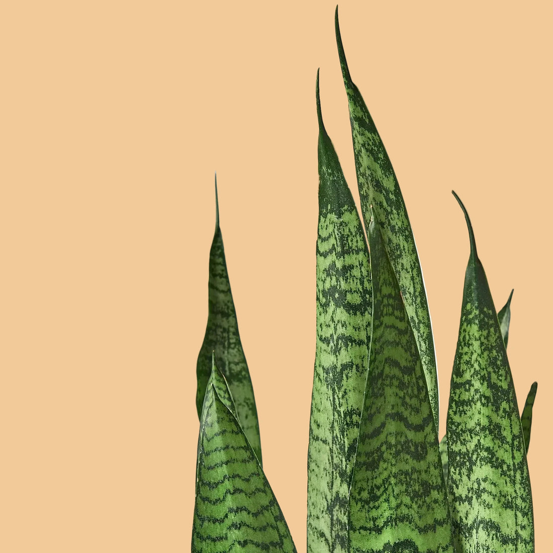 Green snake plant with black stripes on a plain background.