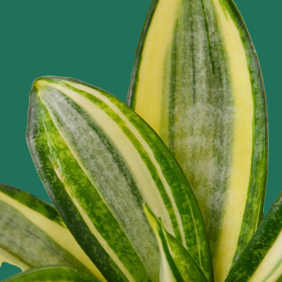 Close-up of a Gold Snake Plant plant with green and yellow striped leaves on a green background.