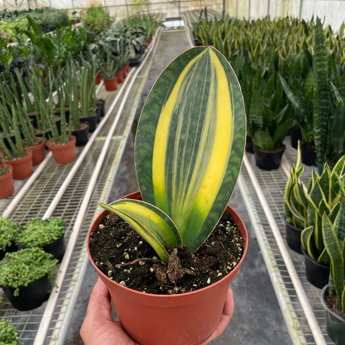Person holding a potted snake plant with yellow and green leaves in a greenhouse setting.