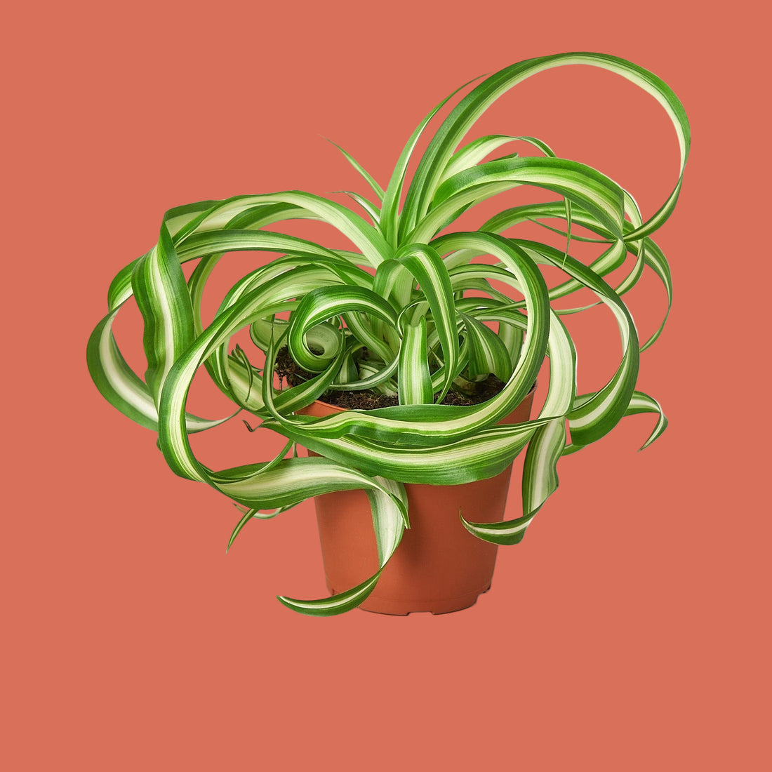 Potted plant with green and white striped leaves on a terracotta background from House of Agave.