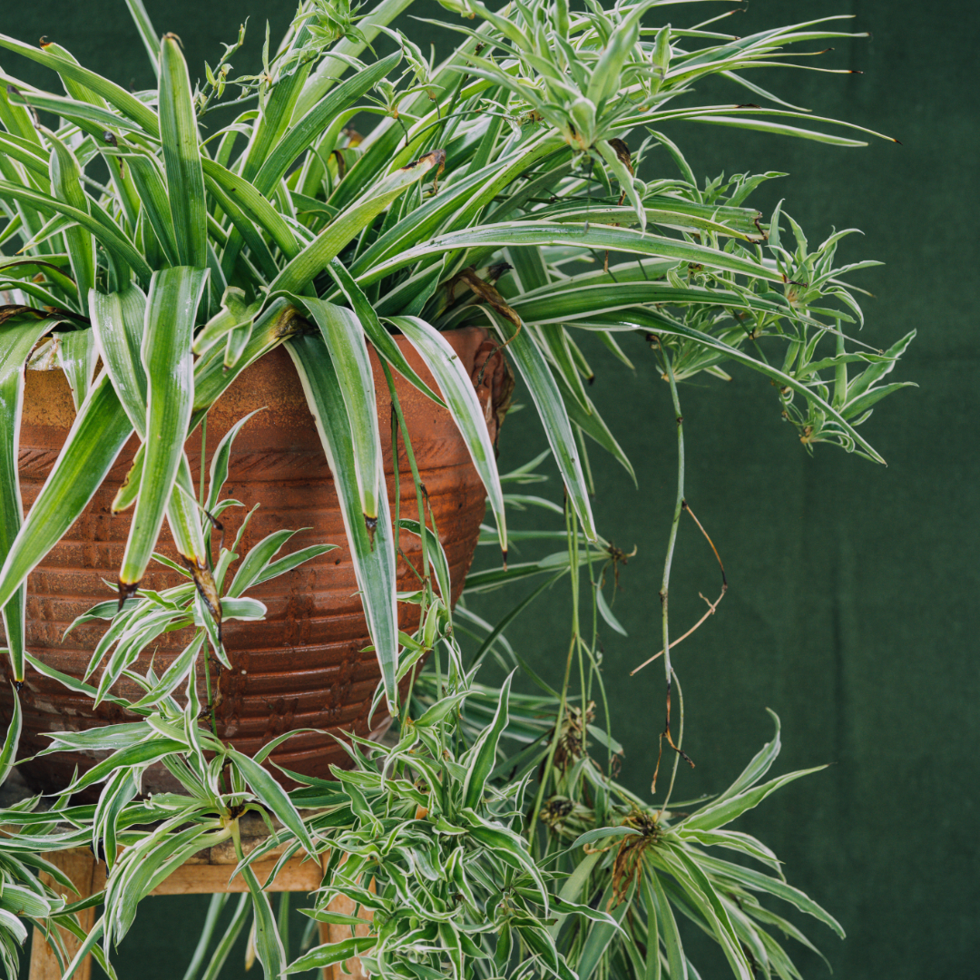 Spider Plant Bonnie