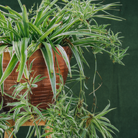 Spider Plant Bonnie