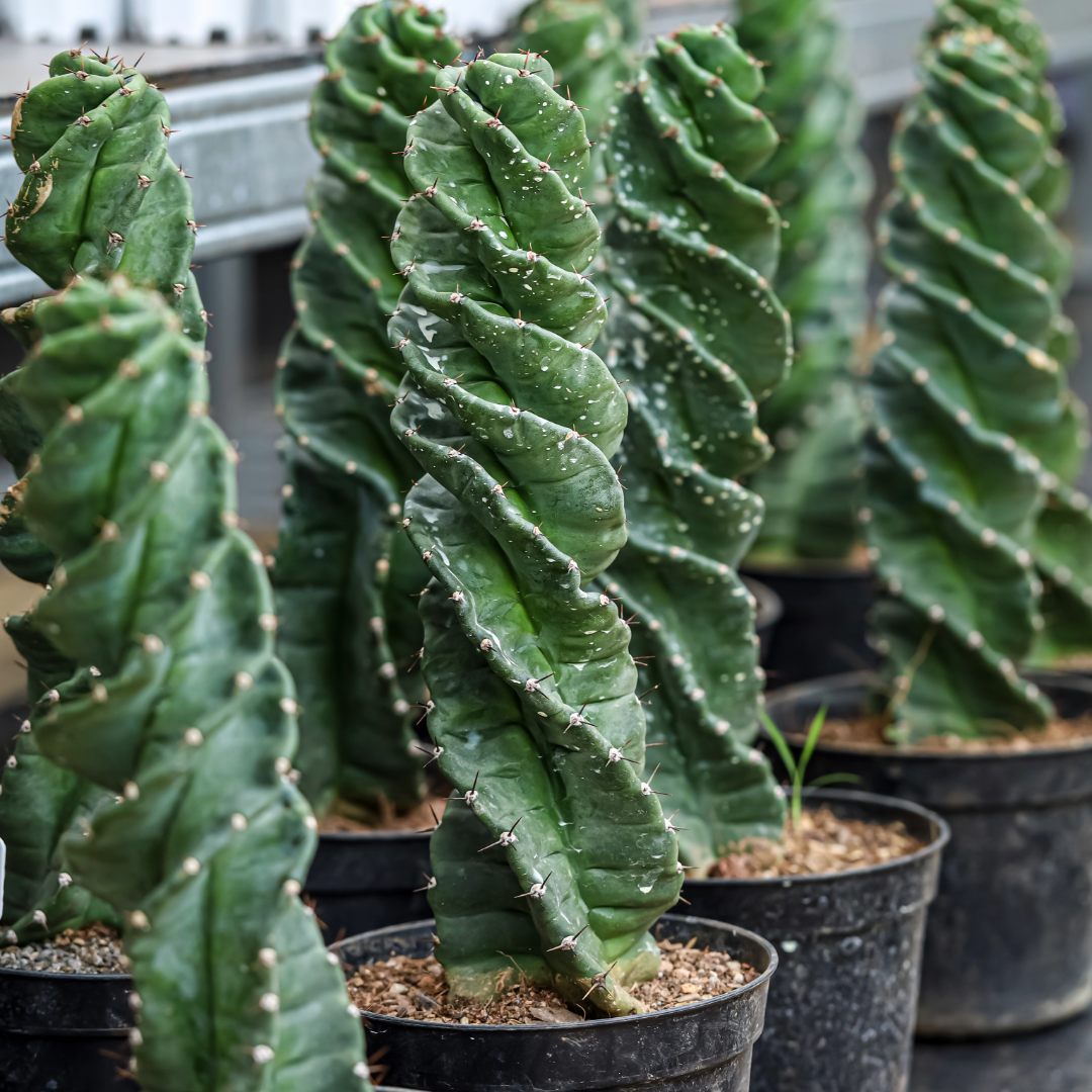 Cereus forbesii, Spiral Cactus