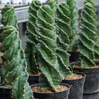 Cereus forbesii, Spiral Cactus