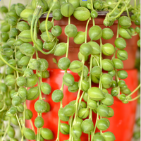 String of pearls succulent plant in a red pot