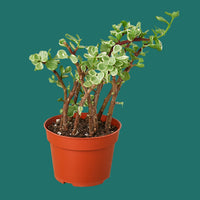 Potted Rainbow Elephant Bush succulent plant with green leaves in a red pot on a green background from House of Agave. 