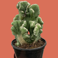 Potted Rhipsalis Coral Cactus held by a hand on a plain background.