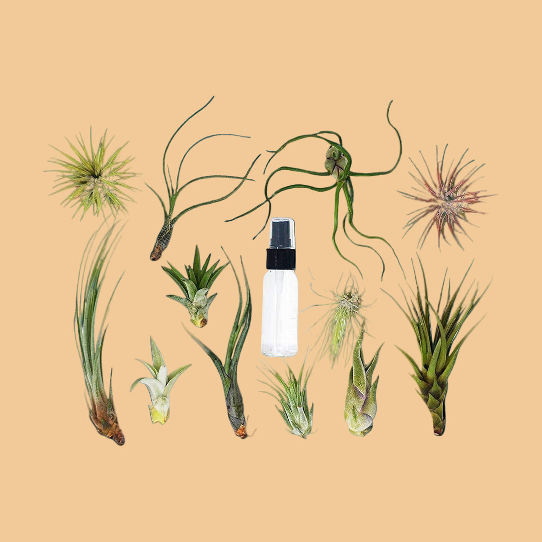 Tillandsia Air Plant aariety pack of six with different shapes and sizes of air plants and a spray bottle for misting from House of Agave Plant Shop.