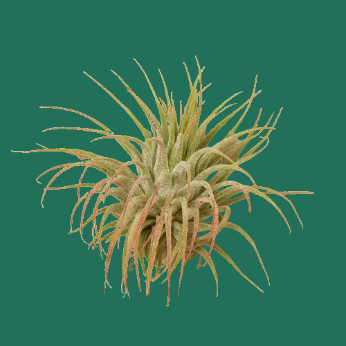 Spiky TILANDSIA AIR PLANT on a green background by House of Agav e.