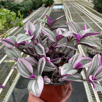 Potted Tradescantia Nano plant with purple and white leaves held by a hand in a greenhouse setting.