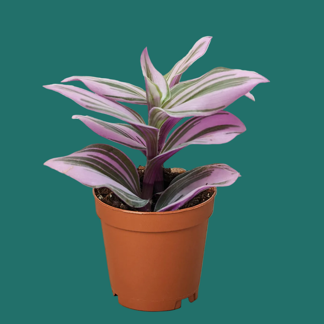 Potted Tradescantia Nano plant with purple and green leaves on a green background.
