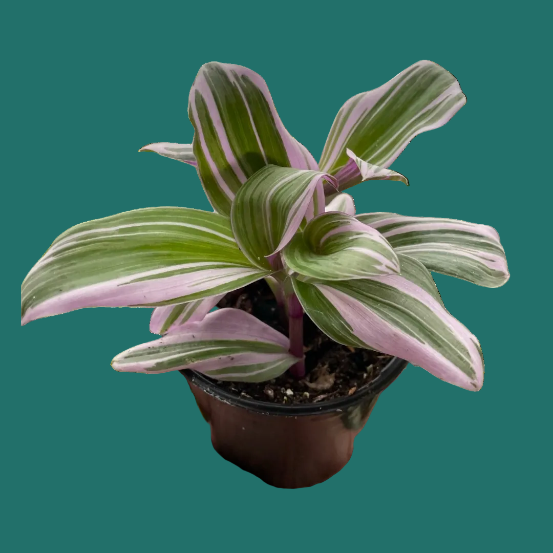 Potted Tradescantia Nanouk plant with striped leaves on a green background from House of Agave.