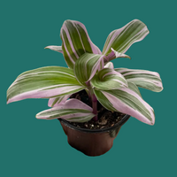 Potted Tradescantia Nanouk plant with striped leaves on a green background from House of Agave.