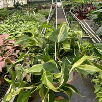 Hanging Philodendron Silver stripe plant in a greenhouse setting at House of Agave.