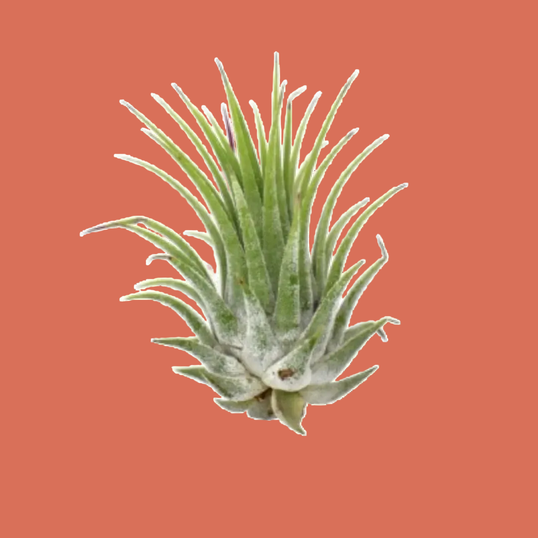 Green air plant on a terracotta background by House of Agave.