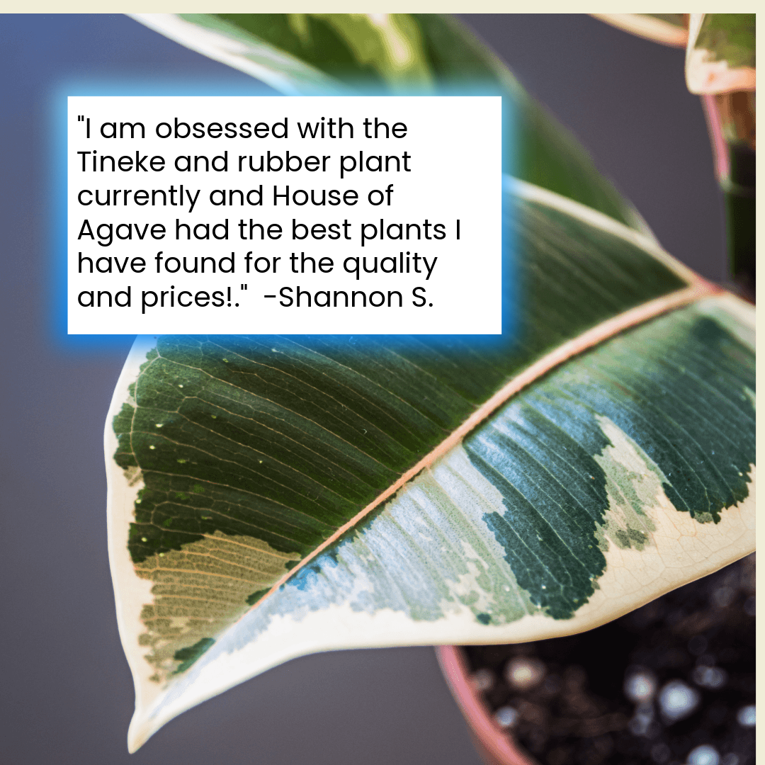 Ficus Tineke