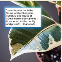 Ficus Tineke
