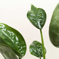 Close-up of glossy green leaves of an Alocasia Tiny Dancer on a light background by House of Agave.