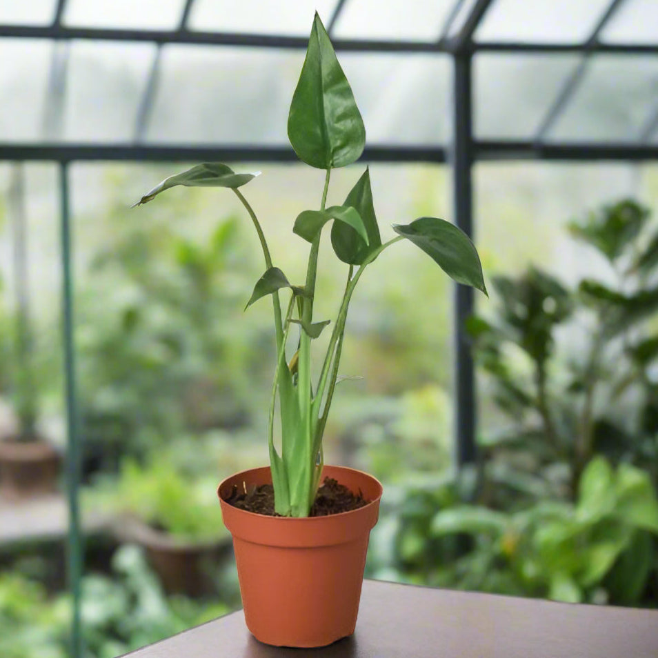 Potted Alocasia Tiny Dancer houseplant with green leaves and a greenhouse in the background