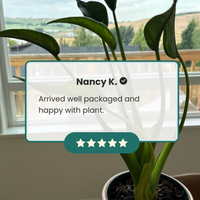 A potted houseplant with glossy green leaves in a white pot, placed in front of a window with a wooden railing and outdoor landscape visible. A translucent review card overlay shows the name Nancy K.