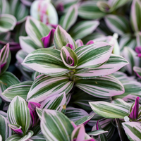 Close-up of a Tradescantia plant with striped leaves in green, white, and purple.